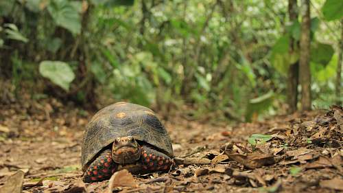 sea life gray tortoise turtle